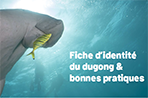 Fiche d'identité du dugong & bonnes pratiques
