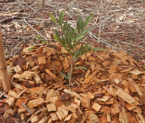 plantation forêt sèche