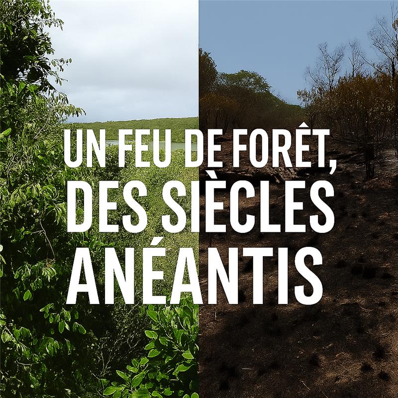 attention aux feux de forêts