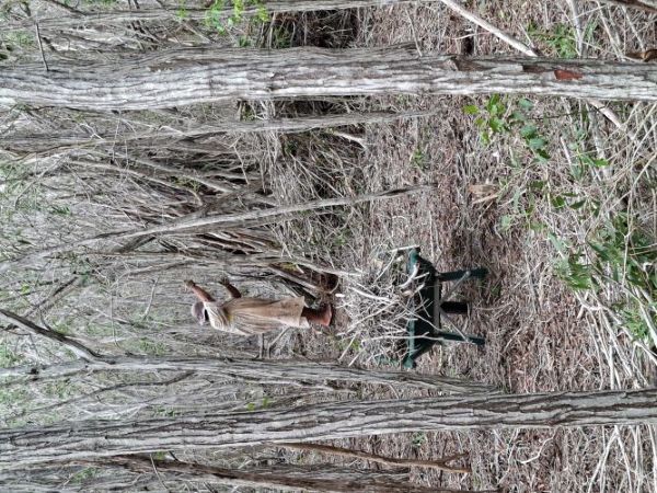 mise en andains de bois morts