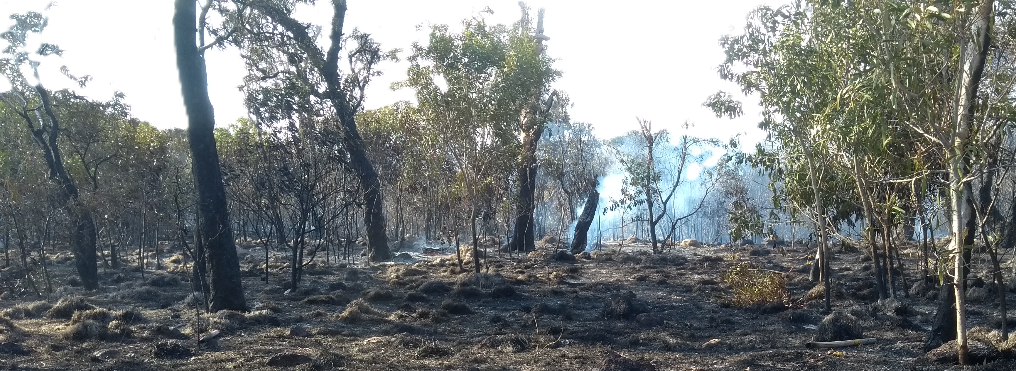 image incendie Pindaï