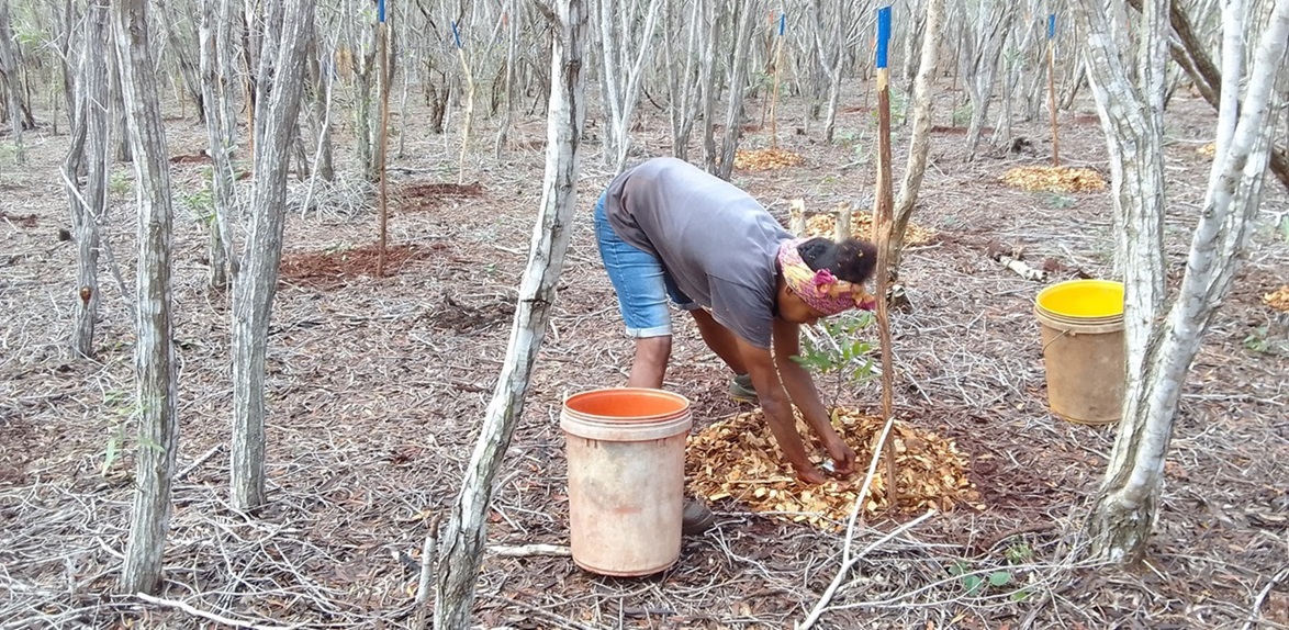 Pindaï, mars 2025, mise en terre des plants (NEV)
